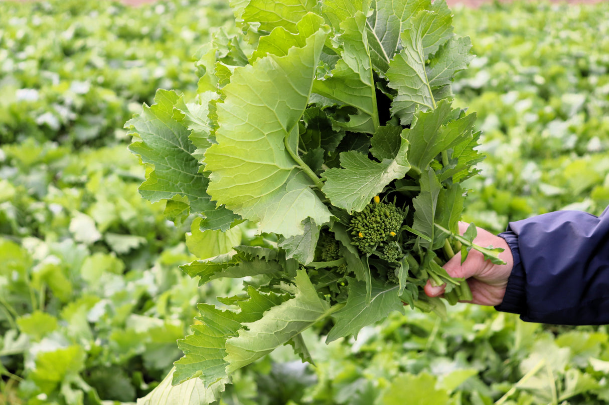 1000 EARLY Fall RAPINI BROCCOLI (Broccoli Raab / Broccoli Rabe / Brocoletti / Cima di Rapa) Brassica Ruvo Vegetable Seeds