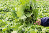 1000 EARLY Fall RAPINI BROCCOLI (Broccoli Raab / Broccoli Rabe / Brocoletti / Cima di Rapa) Brassica Ruvo Vegetable Seeds