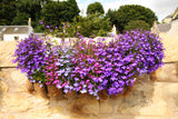 200 MIXED COLORS LOBELIA Regatta Lobelia Erinus Flower Seeds