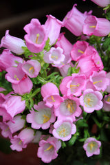 200 Rose Pink CANTERBURY BELLS - CAMPANULA Medium Flower Seeds