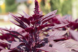250 BURGUNDY AMARANTHUS Hypochondriacus Amaranth Grain Vegetable Flower Seeds
