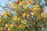 5 DESERT BIRD OF PARADISE Shrub Caesalpinia Gilliesii Poinciana Red & Yellow Flower Seeds