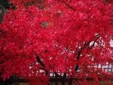 25 Scarlet CAROLINA RED MAPLE Tree Acer Rubrum Seeds