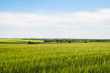 300 Wrens Abruzzi WINTER RYE Secale Cereale Grain Cover Crop Seeds