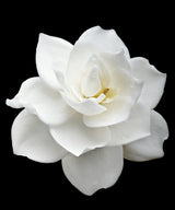 50 GARDENIA Jasminoides / CAPE JASMINE Fragrant White Shrub Houseplant Flower Seeds