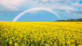 500 OLD FASHIONED MUSTARD Ragged Edge Brassica Juncea Vegetable Seeds