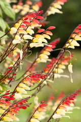 10 FIRECRACKER VINE Flower Mina Lobata Exotic Love Spanish Flag Ipomoea Seeds