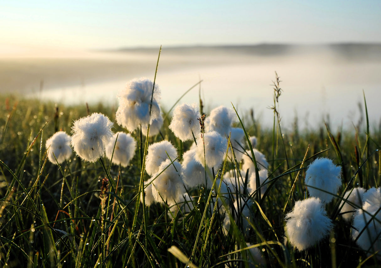 25 TAWNY COTTONGRASS Flower Seeds Eriophorum Virginicum Hare's Tail Cotton Grass Seeds