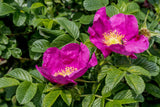 30 JAPANESE RED ROSE Bush Rosa Rugosa Rubra Rugrose Fragrant Flower Seeds