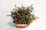 250 Green Tulsi HOLY BASIL Ocimum Sanctum Tenuiflorum Herb Flower Seeds