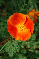 1500 MIKADO POPPY Red Orange California Poppy Flower Eschscholzia Californica Seeds