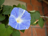 50 Blue & White FLYING Saucers MORNING GLORY Flower Vine Ipomoea Purpurea Seeds
