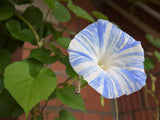 40 CARNEVALE di VENEZIA MORNING GLORY Pink & Purple with White Stripes Ipomoea Purpurea Flower Vine Seeds