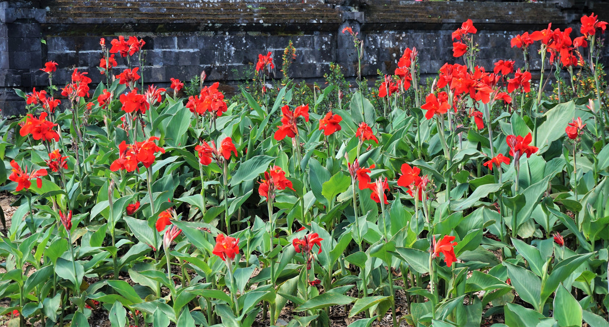 5 RED CANNA LILY Indian Shot Canna Indica Flower Seeds