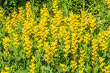 25 YELLOW WILD INDIGO Baptisia Tinctoria False Indigo Flower Seeds