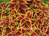 100 Mixed Colors COLEUS RAINBOW MIX Shade Houseplant Solenostemon Flower Seeds
