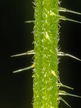 200 STINGING NETTLE Urtica Dioica (aka Common, California, or Bull Nettle / Tread Softly) Flower Seeds
