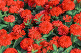 250 Red CHERRY QUEEN ZINNIA Elegans Flower Seeds