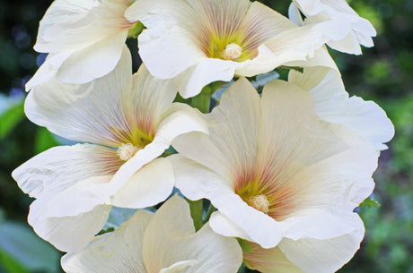 25 WHITE HOLLYHOCK Alcea Rosea Flower Seeds Perennial