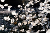 100 LUNARIA Biennis ( MONEY PLANT / Silver Dollar / Honesty / Moonwort / L Annua ) Flower Seeds