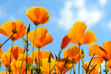 1000 ORANGE CALIFORNIA POPPY Eschscholzia Californica Flower Seeds