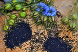 150 NIGELLA Sativa BLACK CUMIN Spice Black Caraway Fennel Flower Herb Seeds
