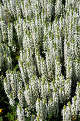 75 Sacred California WHITE SAGE Salvia Apiana Shrub Silver Folliage Native Smudge Seeds