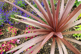 10 Purple NEW ZEALAND FLAX Phormium Tenax Purpureum Ornamental Grass Flower Seeds