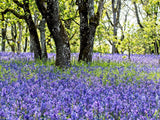 100 PERENNIAL LUPINE Blue Violet Lupinus Perennis Wild Lupine Sundial Purple Native Hummingbird Flower Seeds