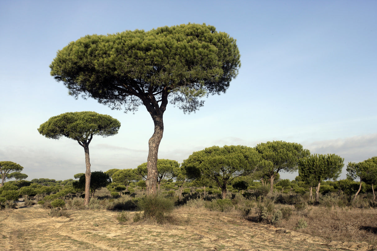 5 Pine Nut ITALIAN STONE PINE Pinus Pinea Umbrella Tree Seeds