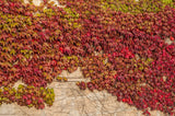 10 BOSTON IVY ( Bostonian Ivy / Wall Ivy ) Parthenocissus Tricuspidata Veitchii Vine Flower Seeds