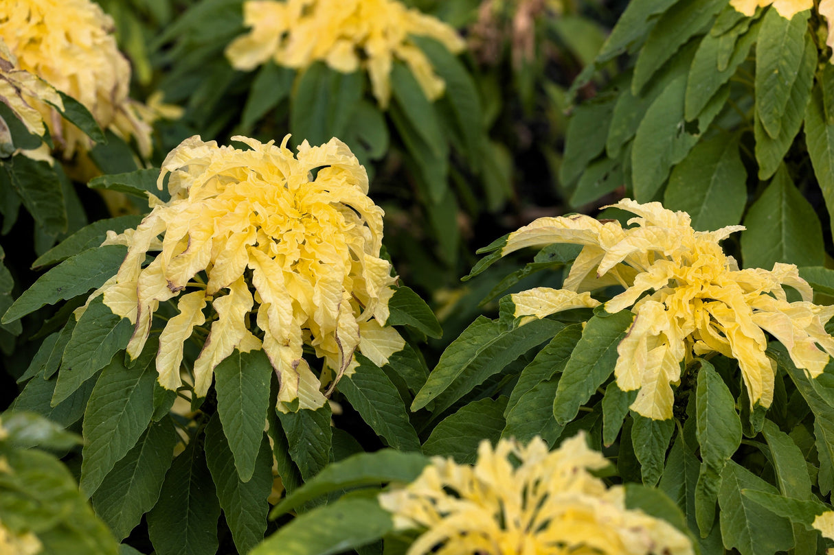 50 AURORA YELLOW AMARANTHUS Tricolor Josephs Coat Flower Seeds