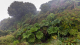 10 GUNNERA INSIGNIS Giant Rhubarb (Leaves up to 6' Wide, Red Flower Spikes to 3') Dinosaur Plant Seeds