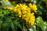20 OREGON GRAPE Holly Fruit Vine Hollyleaved Barberry Mahonia Aquifolium Seeds