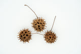 50 AMERICAN SWEETGUM Liquidambar Styraciflua Storax Alligator Sweet Gum Tree Seeds - Great Fall Color! Red Yellow Orange Purple