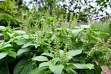 500 CLOVE BASIL Ocimum Basilicum Herb Flower Seeds