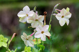 100 Organic WHITE NICOTIANA Flowering TOBACCO Nicotiana Alata Seeds
