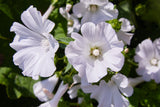 200 ROSE MALLOW MIX (Bush Mallow) Hibiscus Lavatera Trimestris Flower Seeds