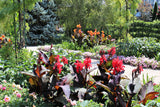 5 MIXED CANNA LILY Generalis Mix Colors Red Yellow Hummingbird Flower Seeds