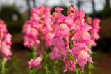 2000 PINK SNAPDRAGON Antirrhinum Majus Flower Seeds