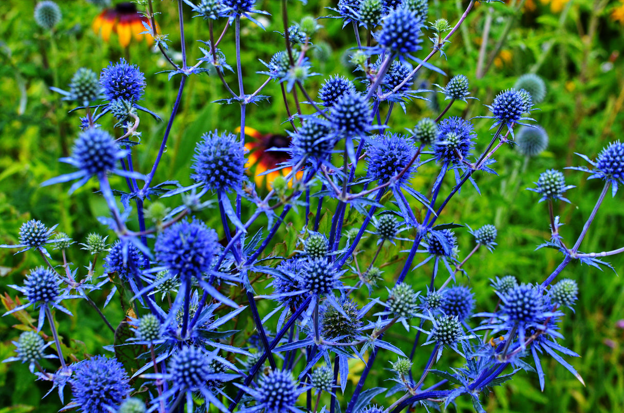 25 BLUE Star SEA HOLLY Eryngium Alpinum Flower Seeds