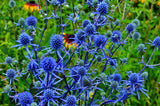 25 BLUE Star SEA HOLLY Eryngium Alpinum Flower Seeds