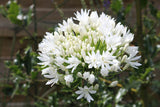 25 WHITE LILY of the NILE Agapanthus Orientalis African Lily Flower Seeds