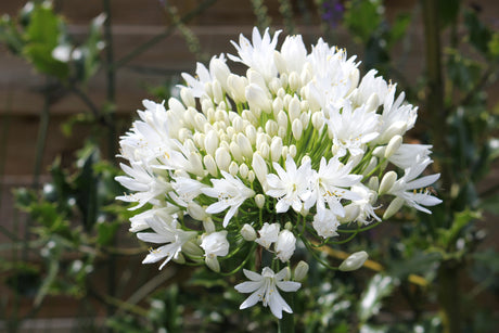 25 WHITE LILY of the NILE Agapanthus Orientalis African Lily Flower Seeds