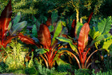 5 RED ABYSSINIAN BANANA Musa Ensete Ventricosum Flowering Fruit Tree Seeds