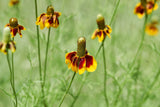 500 MEXICAN HAT Ratibida Columnaris Columnifera Red & Yellow Native Flower Seeds