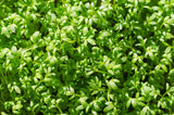 1500 WRINKLED CRINKLED CRESS Garden Lepidium Sativum Greens Vegetable Seeds