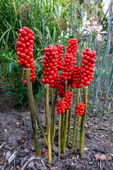 5 JACK IN THE PULPIT Arisaema Triphyllum Native Shade Flower Seeds