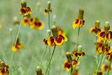 500 MEXICAN HAT Ratibida Columnaris Columnifera Red & Yellow Native Flower Seeds