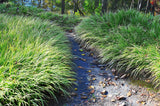 200 PRAIRIE DROPSEED Ornamental Native Grass Sporobolus Heterolepis Seeds